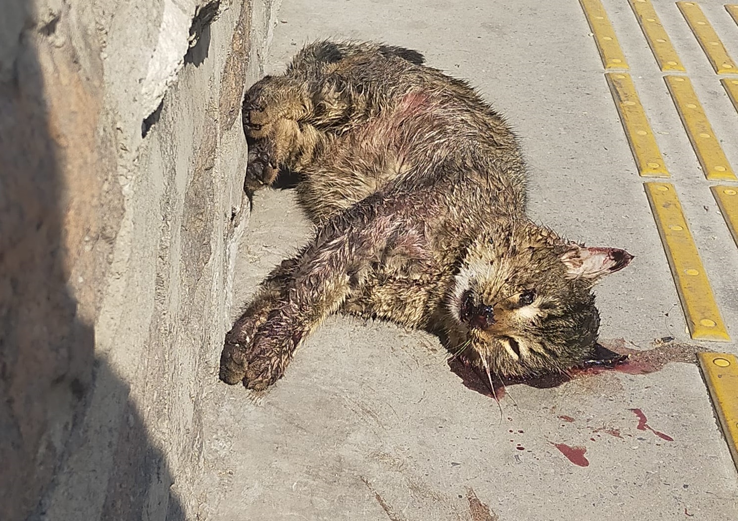 Alsancak’ta Ölü Kedi Skandalı