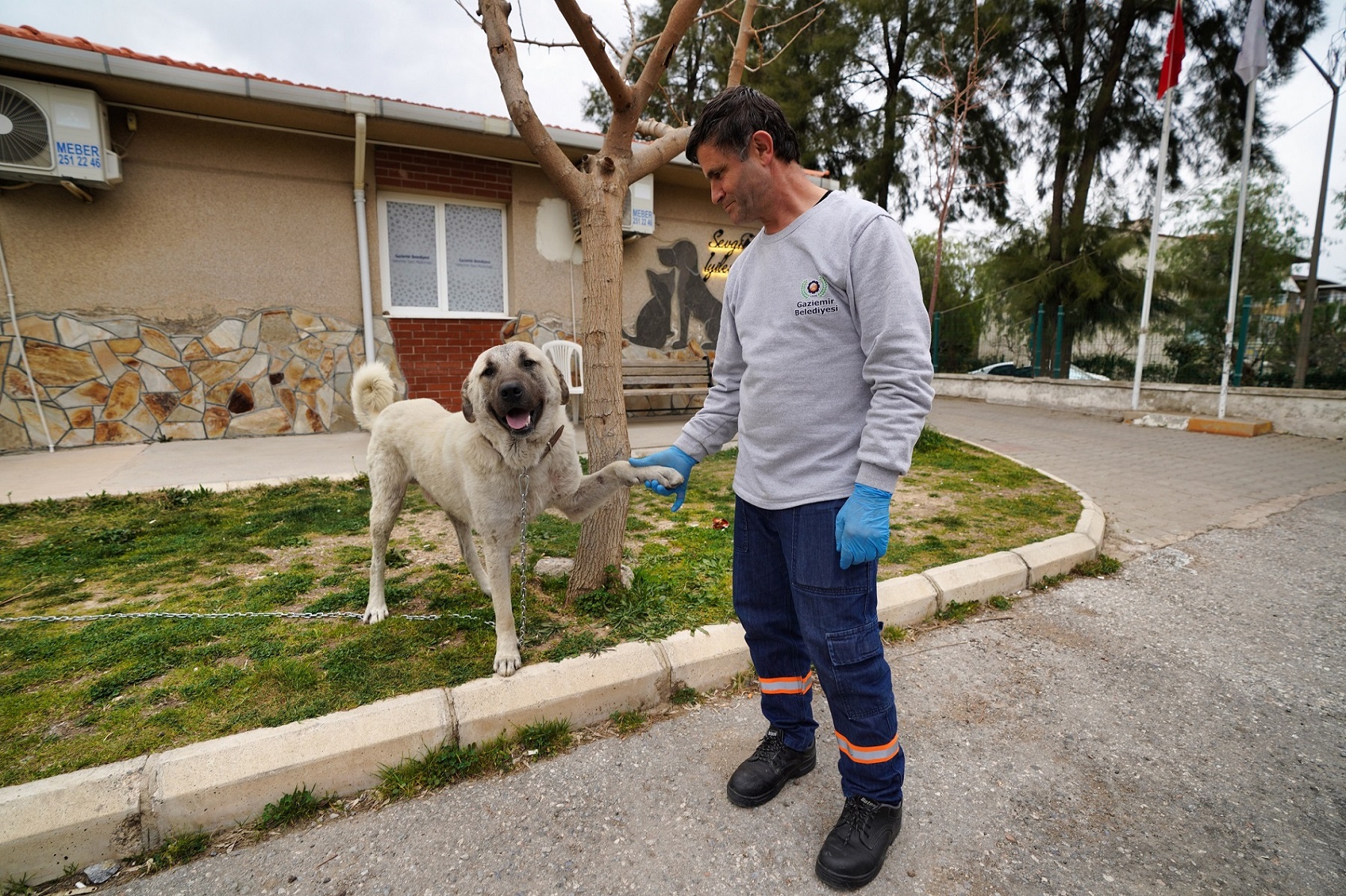 Depremzede köpek Vefa İzmir’de yaşamaya başladı