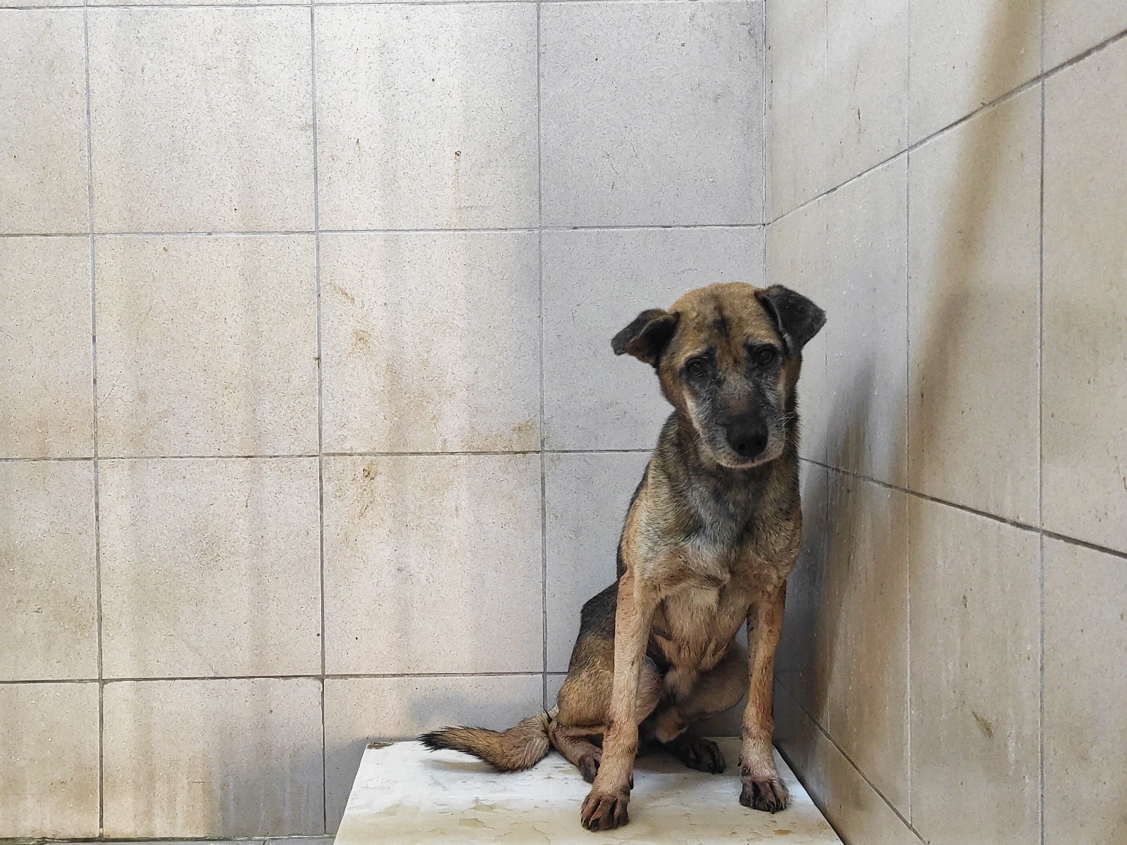 Gaziemir Belediyesi'nden Uyutulan Köpek İddialara Cevap