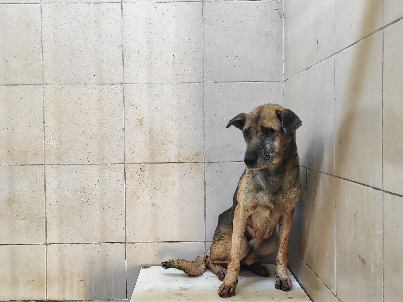 Gaziemir Belediyesi’nden Uyutulan Köpek İddialara Cevap