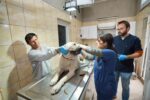 Gaziemir’de 21 bin 940 hayvana veteriner sağlık hizmeti