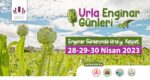 Urla Enginar Festivali Hakkında