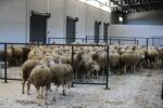 Üreticilere Destek Sağlayacak ‘Damızlık Koyun Üretim Merkezi’ Faaliyete Geçti
