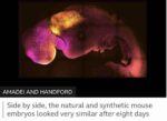Sperm ve Yumurta Olmadan Sentetik İnsan Embriyosu Üretildi